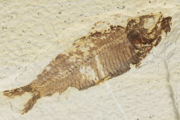Detailed Fossil Fish (Knightia) - Wyoming #186419